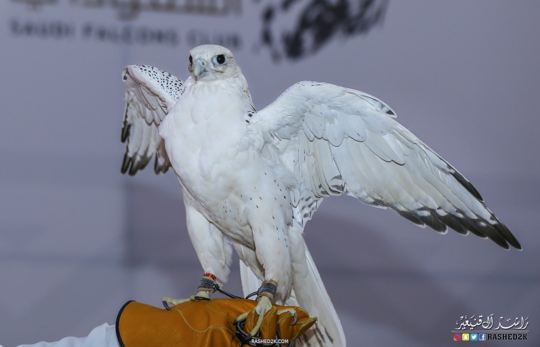 صقر حر الجير