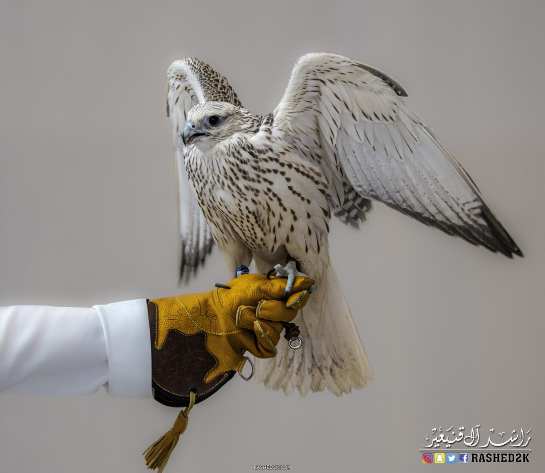 صقر حر ٣