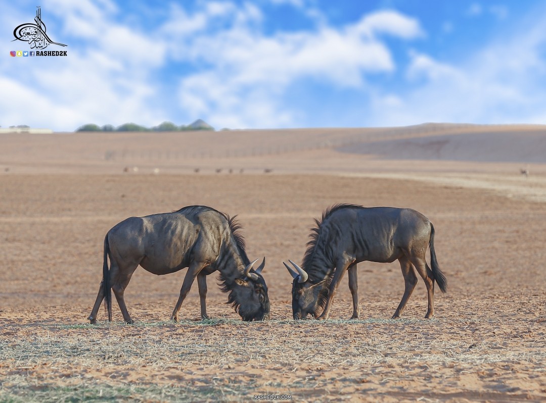 الثور البري