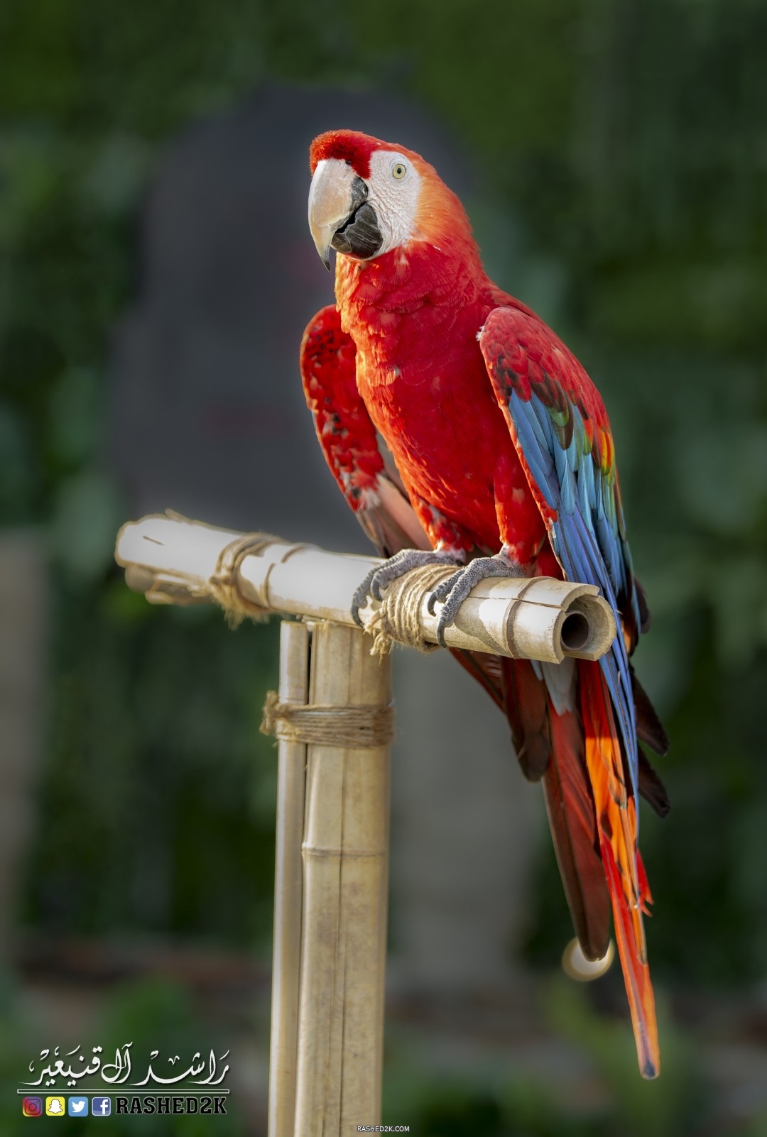 ببغاء الأمازون