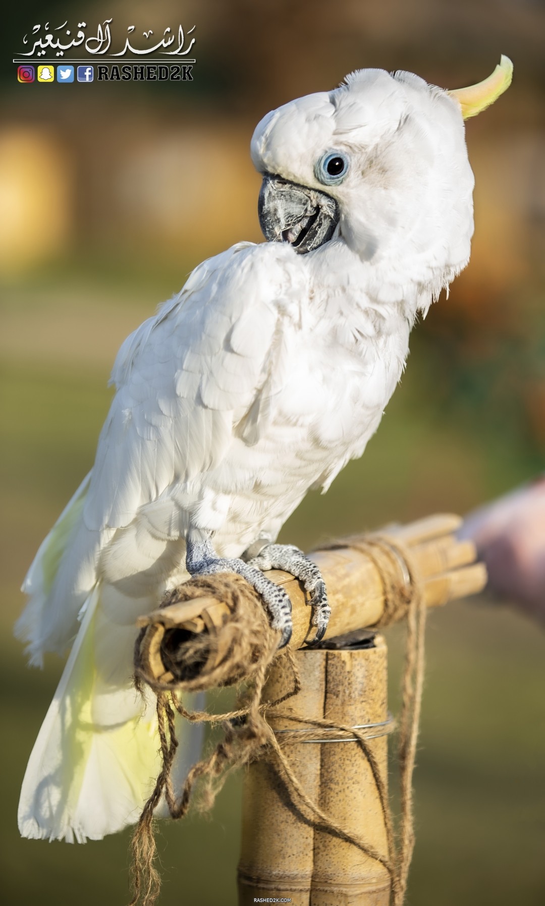ببغاء الكوكاتو