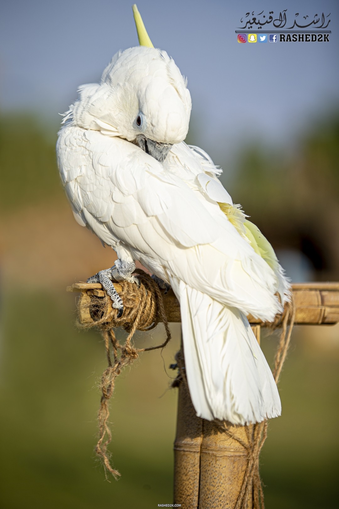 ببغاء الكوكاتو ٢