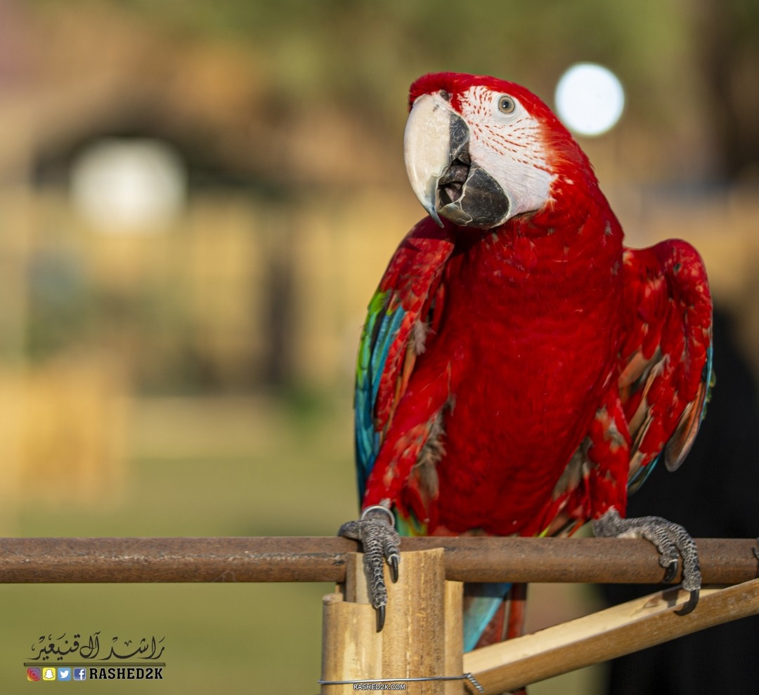 ببغاء الأمازون ٢