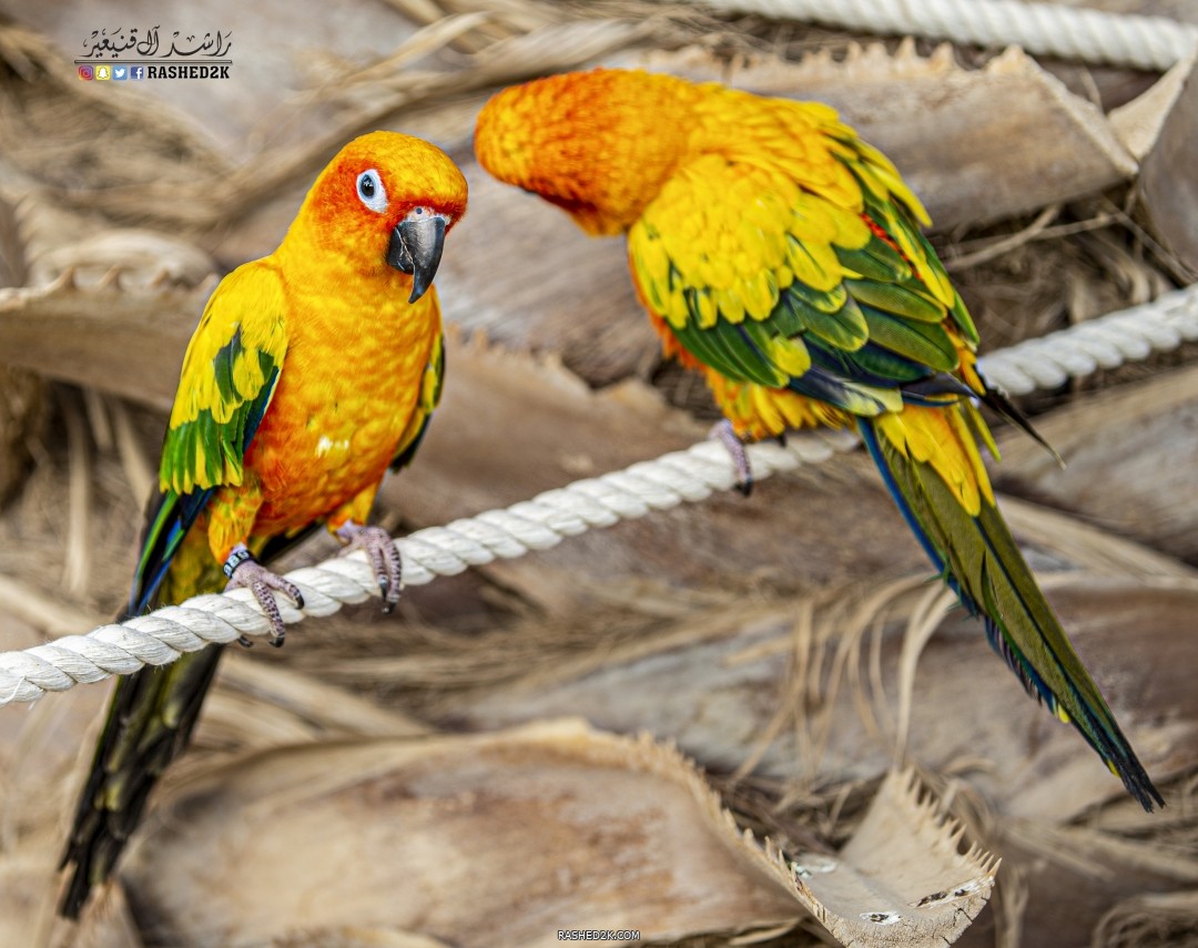 ببغاء الكنيور