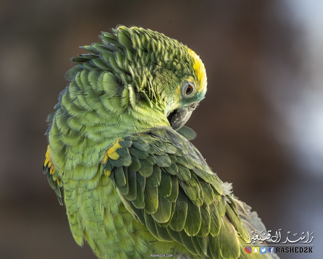 ببغاء الامازن